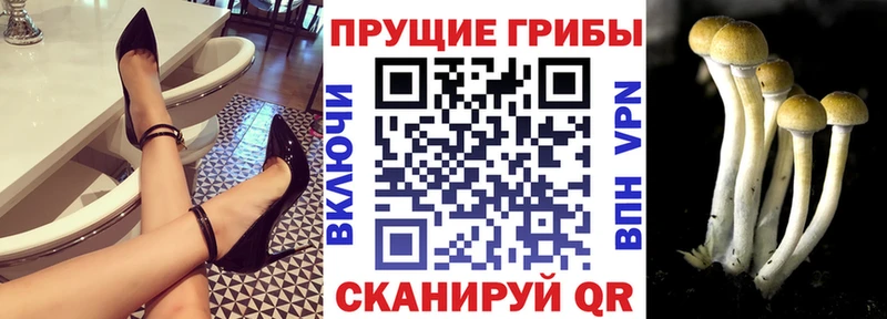 Купить где Челябинск Галлюциногенные грибы Cubensis